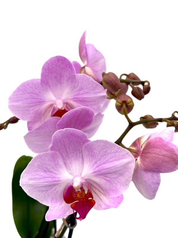 Schmetterlingsorchidee, lila-pink
