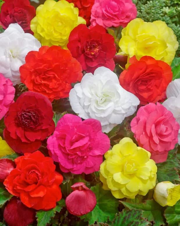 Blumenzwiebel - Begonia