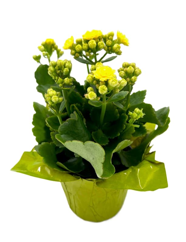Kalanchoe gelb mit Manschette