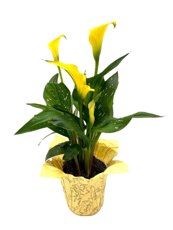 Zimmercalla gelb mit Manschette