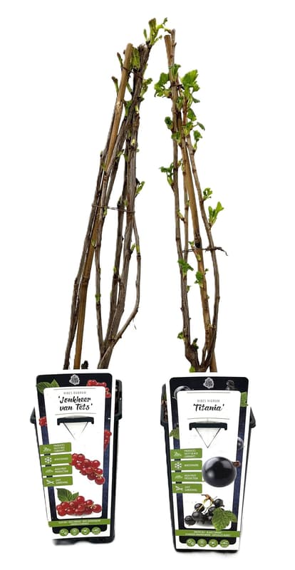 Johannisbeerenstrauch 2er Set rot & schwarz