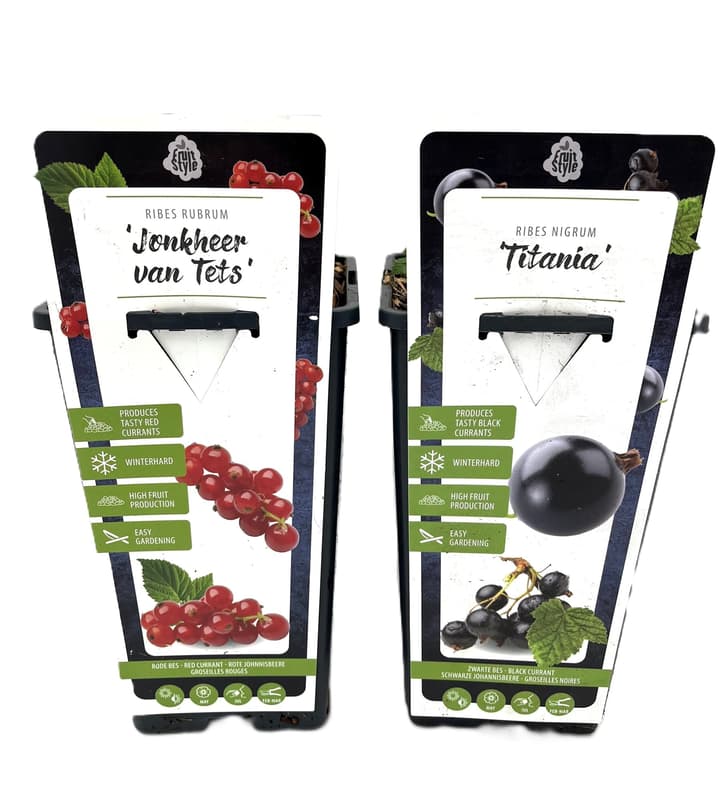 Johannisbeerenstrauch 2er Set rot & schwarz