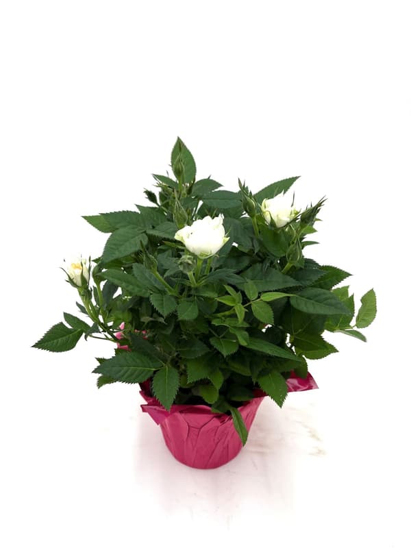 Topfrosen weiß/creme mit Manschette