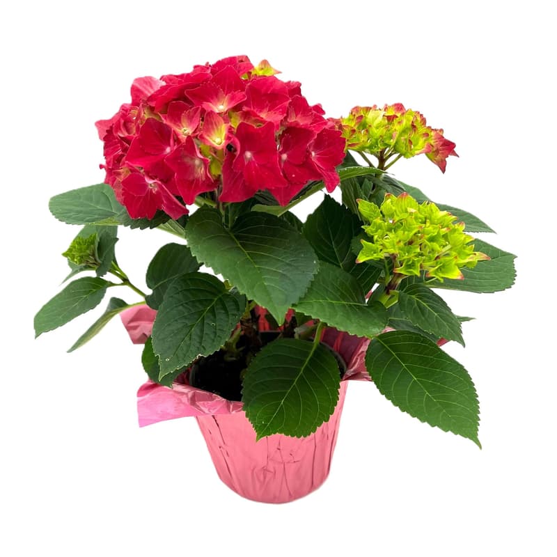 Hortensie rot mit Manschette