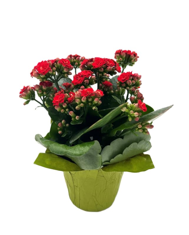 Mini Kalanchoe rot im Übertopf