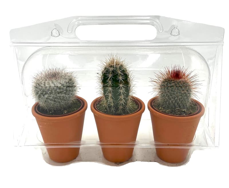 Kakteen klein im 3er Set