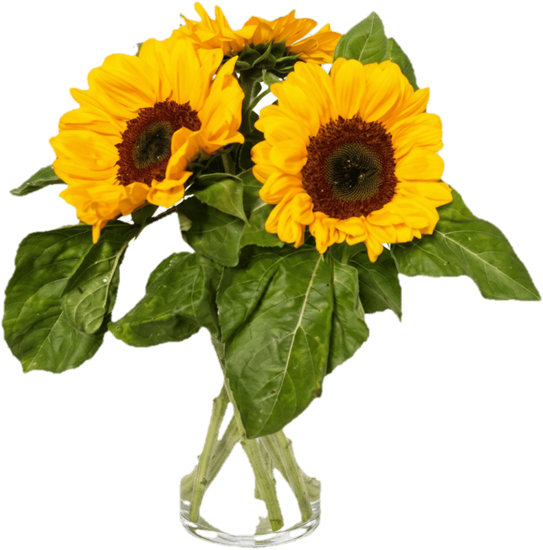 Sonnenblumen