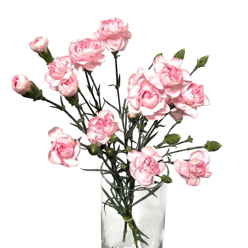 Spraynelken Schnitt pink/rosa