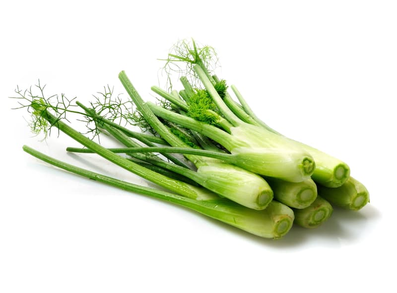 Fenchel mini