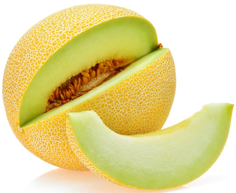 Sugar melon Galia