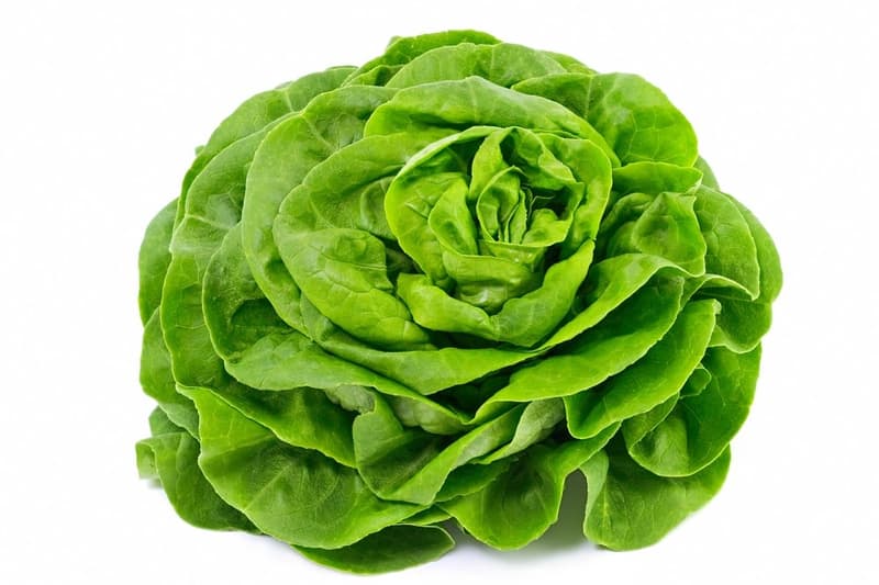 Kopfsalat