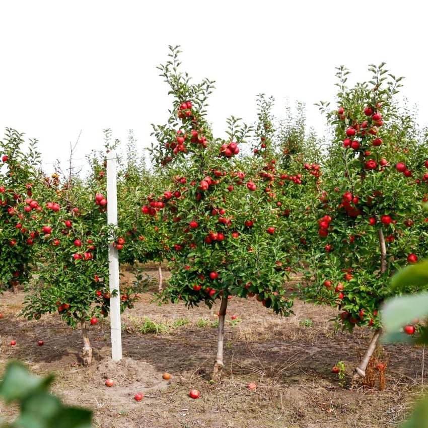 Der "BIO Topaz" vom Moahof